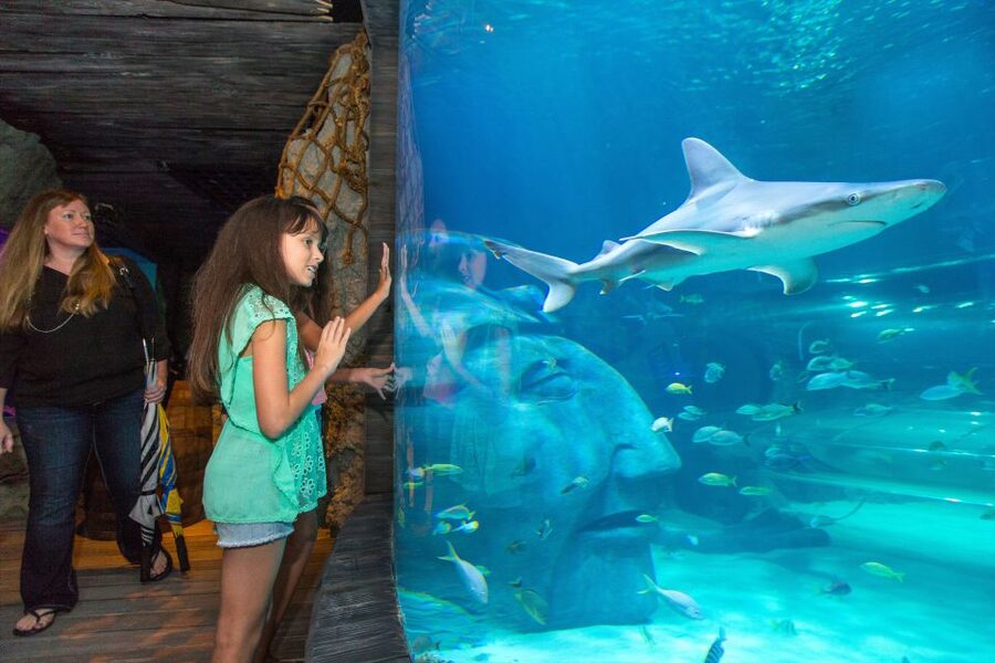 Manchester: SEA LIFE Entrance Ticket - Interactive rockpool touch: the hands-on part that kids remember