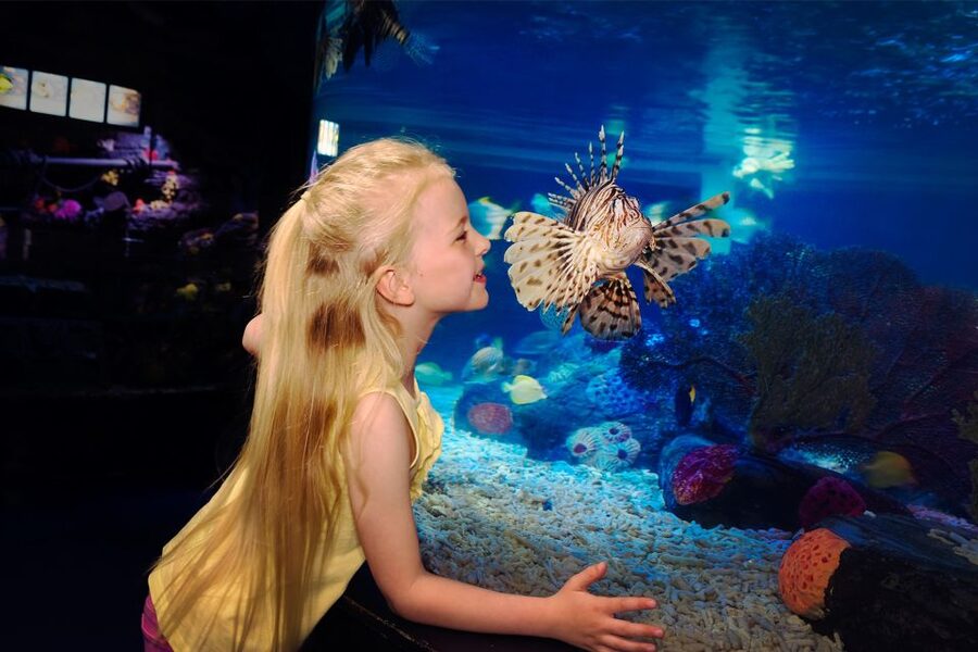 Manchester: SEA LIFE Entrance Ticket - Rocky Hideout caves and the Japanese spider crab lair