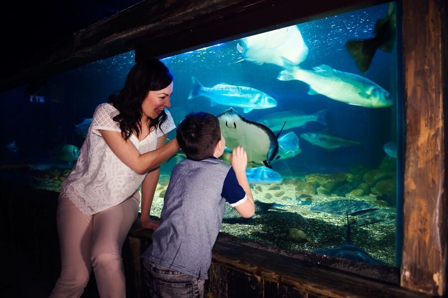 Manchester: SEA LIFE Entrance Ticket - Turtle Beach 3D and meeting Ernie and Cammy