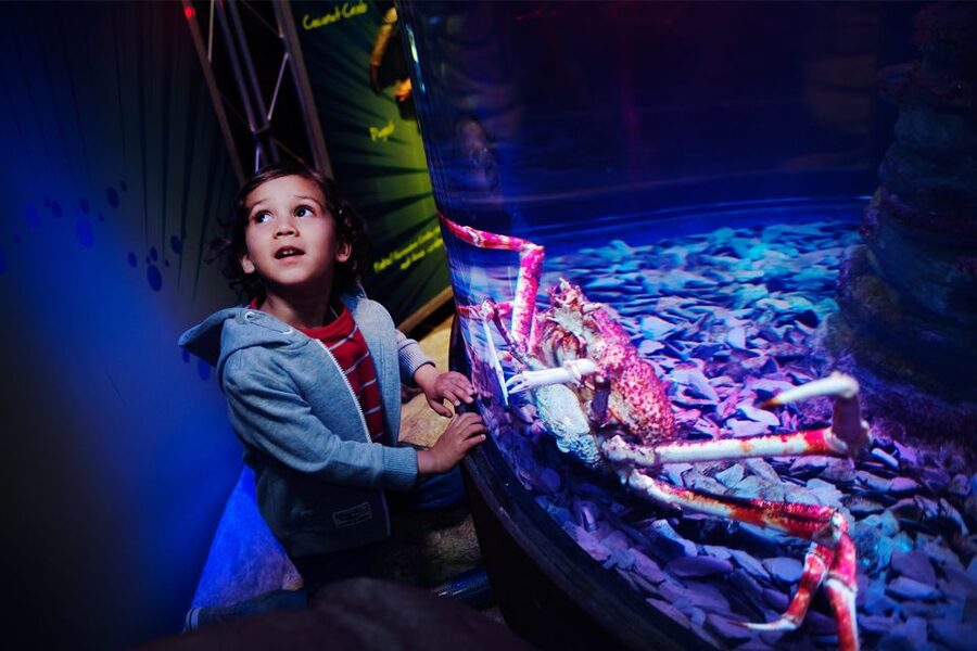 Manchester: SEA LIFE Entrance Ticket - Ocean Tunnel and 11 themed zones: your walk-through route