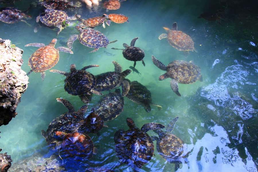 Massai village & Baraka turtules aquarium - Key things to know before you go