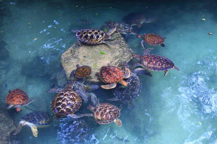 Massai village & Baraka turtules aquarium - How this 5-hour Maasai + turtles day fits your Zanzibar schedule