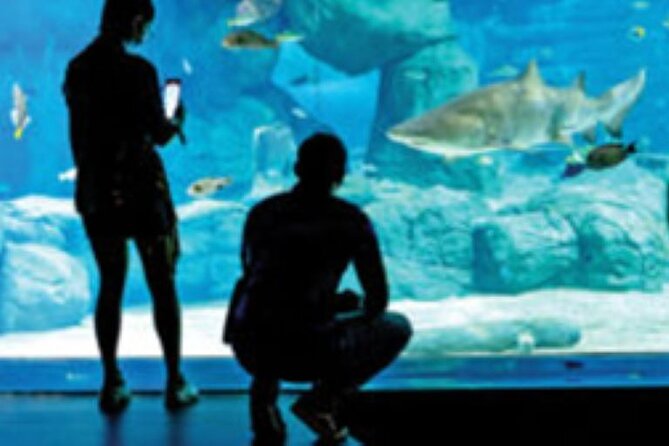 Mauritius Odysseo Oceanarium in Port Louis - How long the visit takes (and how to pace it)