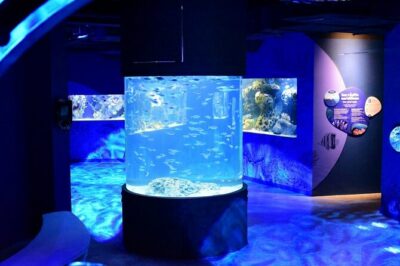 Mauritius Odysseo Oceanarium in Port Louis - Sharks, jellyfish, octopus, and the big central tank