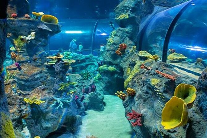 Mauritius Odysseo Oceanarium in Port Louis - Who should book Odysseo Oceanarium?