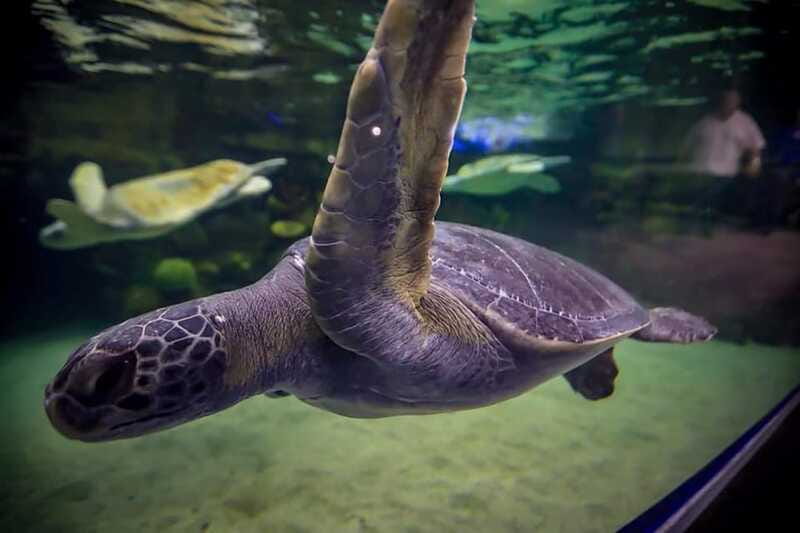 Mazatlan: Grand Aquarium Ticket and City Sightseeing Tour - Price and value: what $98 per person really covers