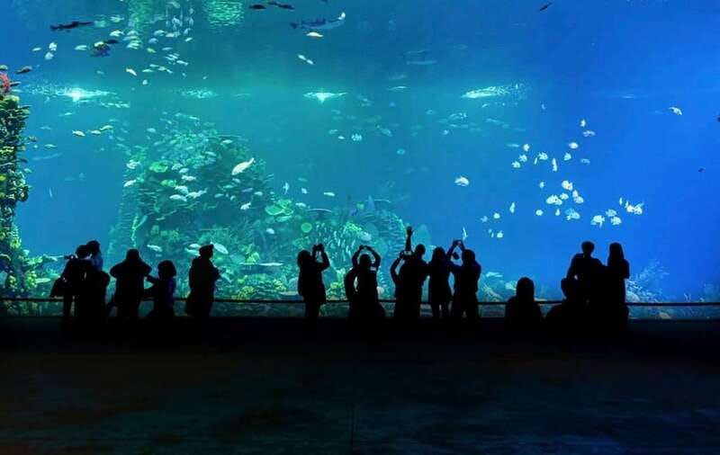 Mazatlan: Grand Aquarium Ticket and City Sightseeing Tour - Should you book Mazatlán Grand Aquarium plus the city tour?