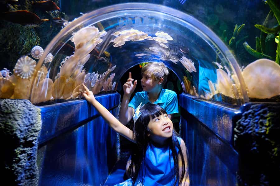 Melbourne: SEA LIFE Aquarium Entrance Ticket - Key things to look for at SEA LIFE Melbourne