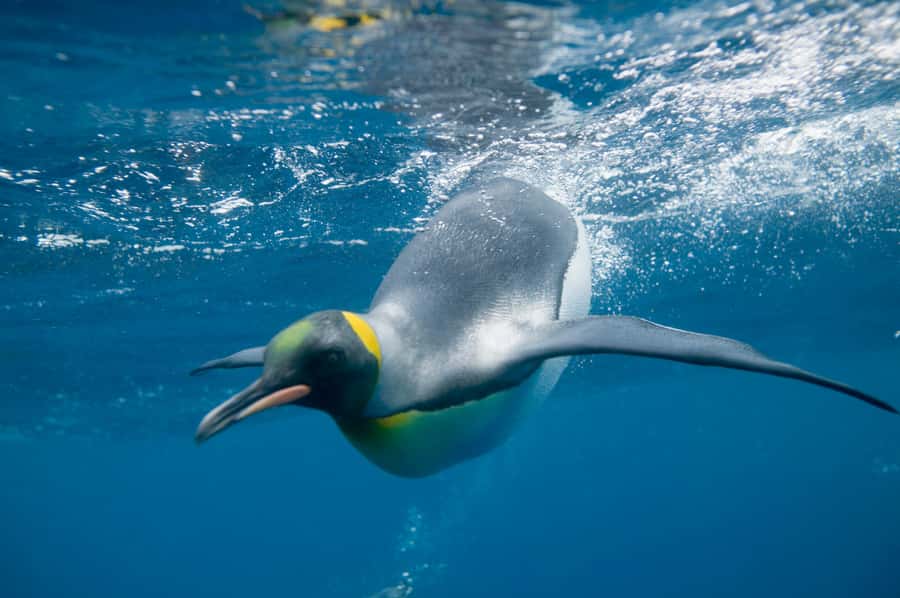 Melbourne: SEA LIFE Aquarium Entrance Ticket - Penguins on Antarctic ice: king and gentoo favorites