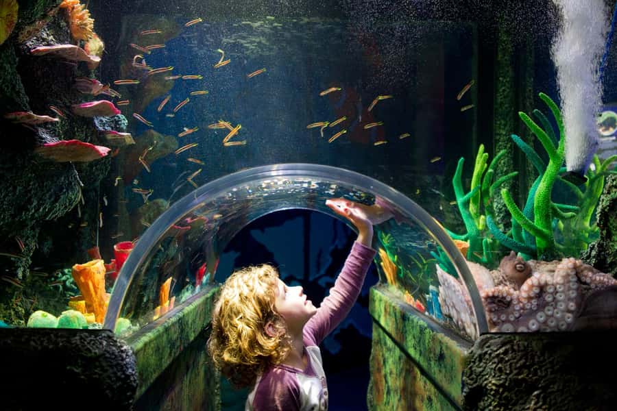 Melbourne: SEA LIFE Aquarium Entrance Ticket - Bay of Rays: stingrays up close without the fuss