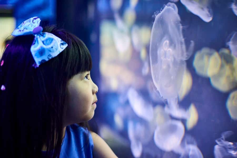 Melbourne: SEA LIFE Aquarium Entrance Ticket - Seahorse paternity ward: learning that doesn’t feel like a lecture