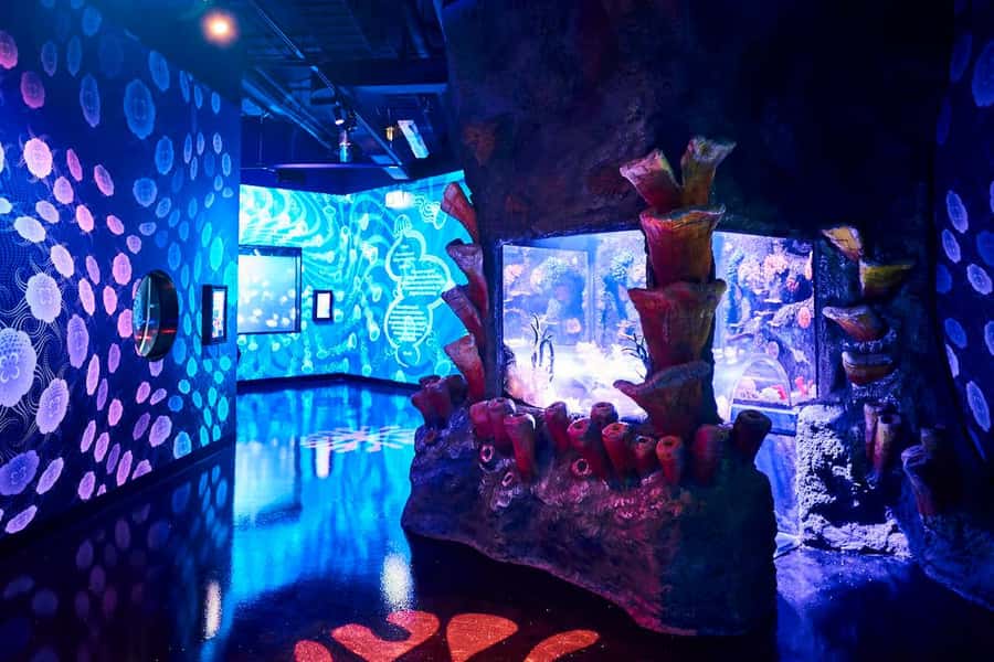 Melbourne: SEA LIFE Aquarium Entrance Ticket - Ocean Invaders jellyfish exhibit: the new-world science corner