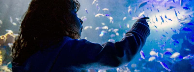 Mexico City: Inbursa Aquarium optional Round trip transfer - Inbursa Aquarium’s underground setting: what makes it different