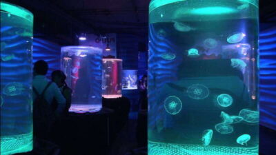Mexico City: Inbursa Aquarium optional Round trip transfer - The guided flow: submarine elevator, sunken ship, and wave simulations