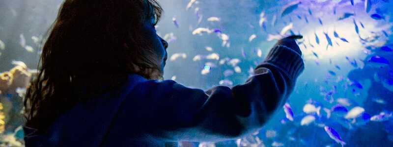 Mexico City: Inbursa Aquarium optional Round trip transfer - Who should go, and who should skip
