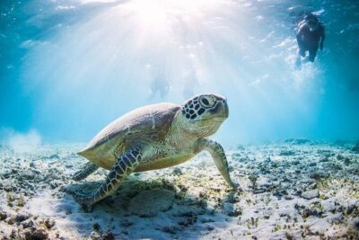 Mnemba Island Half Day Live Aquarium With Transfer - Zanzibar - The 3-Hour Rhythm: Boat, Dolphins, Snorkel Stops, Coral Life