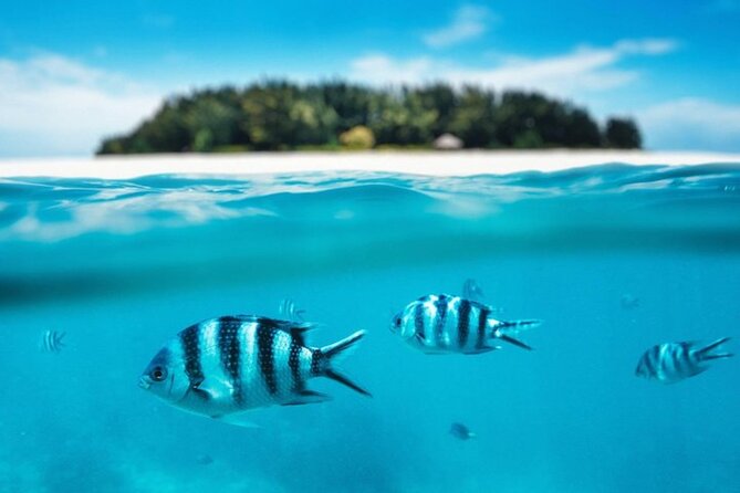Mnemba Island Half Day Live Aquarium With Transfer - Zanzibar - Price and Value: How $46 Works Out When You Add the Real Fees