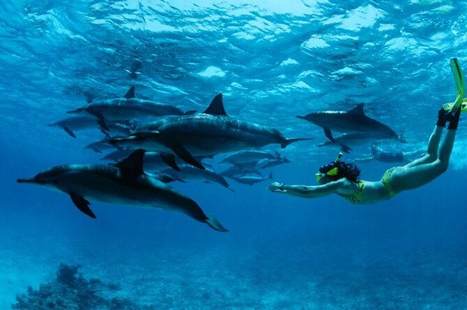 Mnemba Snorkeling, Dolphin and Baraka Natural Aquarium - The Best Logic Here: Wildlife on Water, Then Turtles on Land