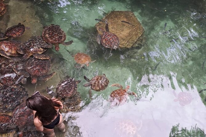 Mnemba Snorkeling, Dolphin and Baraka Natural Aquarium - What to Expect Underwater: Fish, Color, and Why Snorkeling Time Feels Different Here