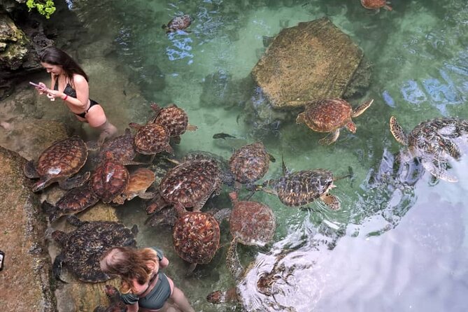 Mnemba Snorkeling, Dolphin and Baraka Natural Aquarium - Small Group Energy: Guides, Explanation, and Staying Confident in the Water