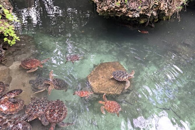 Mnemba Snorkeling, Dolphin and Baraka Natural Aquarium - Price and Value: Why $75 Can Make Sense for This Combo Day