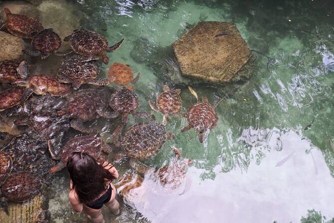 Mnemba Snorkeling, Dolphin and Baraka Natural Aquarium - Who Should Book This Tour (and Who Should Reconsider)