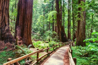 Muir Woods and Sausalito + Ferry, Alcatraz Night Tour & Aquarium Access - Muir Woods: 90 minutes of redwood silence