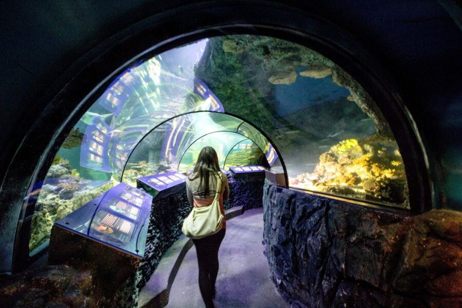 Munich: Day Ticket to Sea Life - Daily feedings: when questions become part of the show