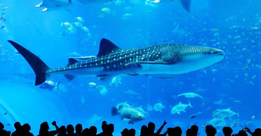 Naha: North Okinawa Sightseeing Tour & Churaumi Aquarium - Key Highlights You’ll Actually Feel During the Day