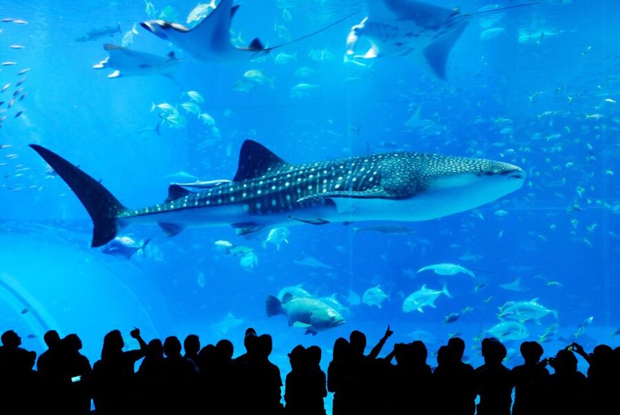 Naha: North Okinawa Sightseeing Tour & Churaumi Aquarium - Pickup Timing From Naha: The Easiest Part If You Plan Early