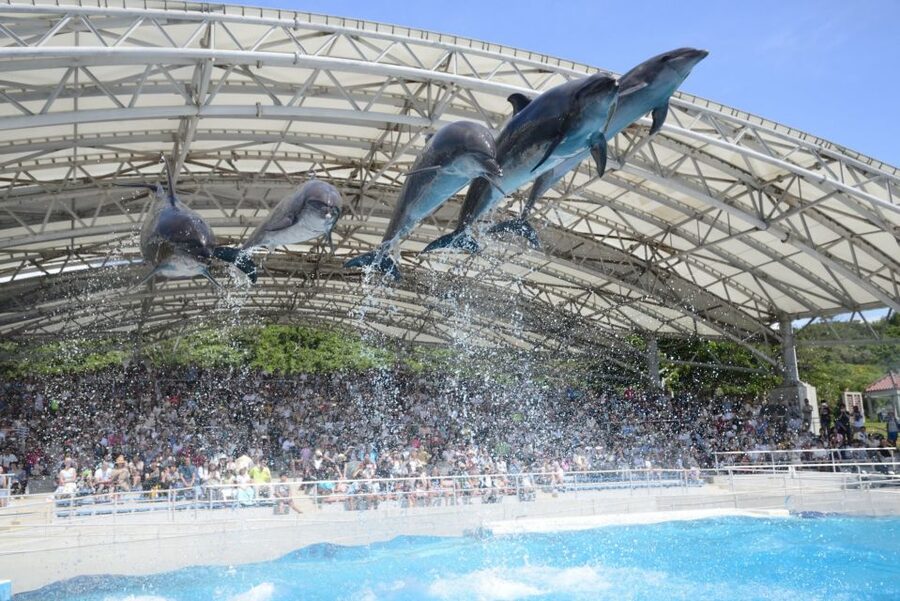 Naha: North Okinawa Sightseeing Tour & Churaumi Aquarium - Nago Pineapple Park: Cart Rides, Gardens, and the Adult Reality Check