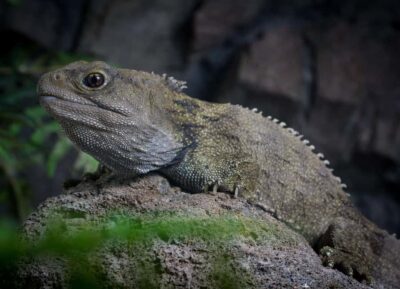 Napier: National Aquarium of New Zealand General Admission - Getting Your Bearings: 9am–5pm and a Self-Guided Route