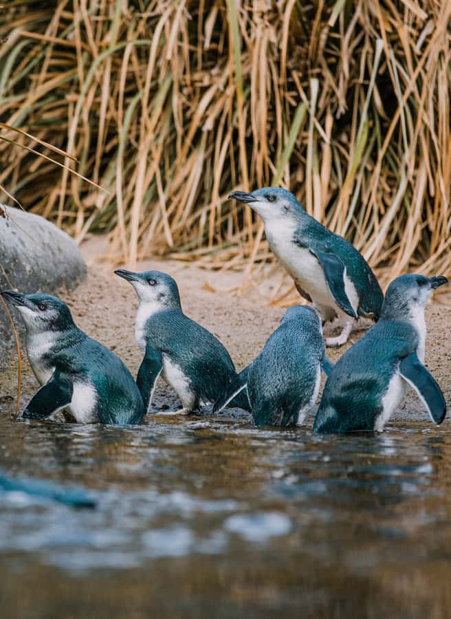 Napier: National Aquarium of New Zealand General Admission - Penguin Cove: Little Blue Penguins and the Most Family-Fun Segment