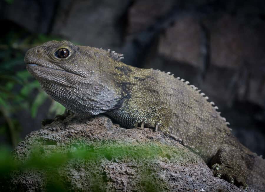 Napier: National Aquarium of New Zealand General Admission - Getting Your Bearings: 9am–5pm and a Self-Guided Route