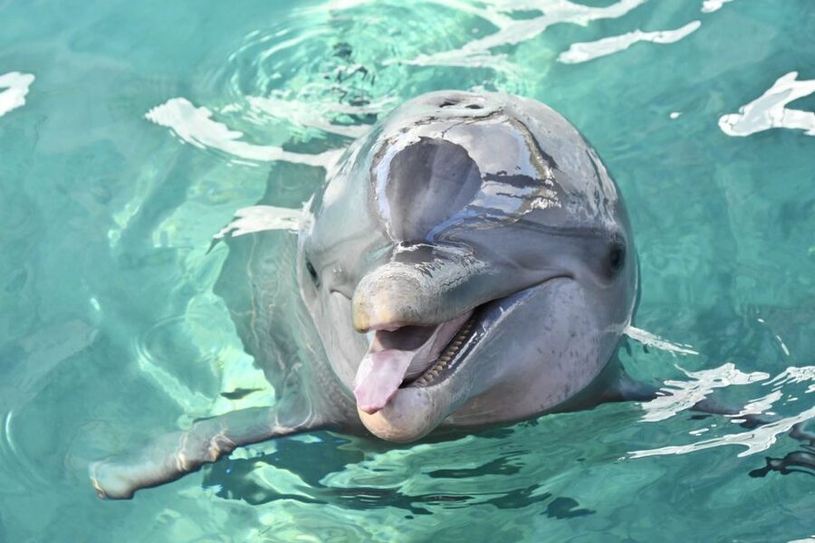 Nassau: Half-Day Guided Cay Cruise, Sea Life Watch & Snorkel - Getting On the 12-Seater Powerboat (and What That Means for You)