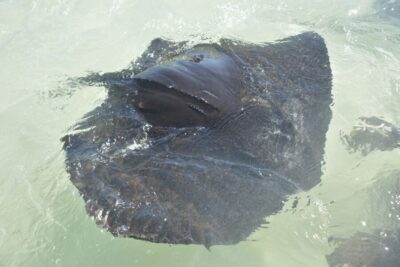 Nassau: Half-Day Guided Cay Cruise, Sea Life Watch & Snorkel - Where You Meet: Bayshore Marina Dock Off Montague Beach
