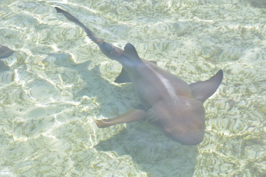 Nassau: Half-Day Guided Cay Cruise, Sea Life Watch & Snorkel - Blue Lagoon Island: Dolphins, Sea Lions, and a No-Touch Animal Rule