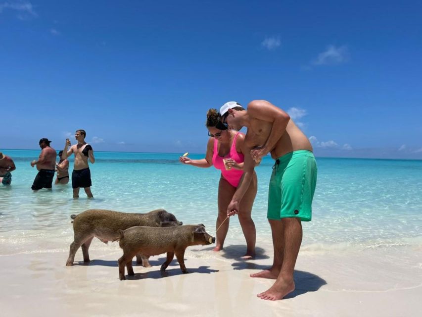 Nassau: Half-Day Guided Cay Cruise, Sea Life Watch & Snorkel - Pearl Island Pig Beach: The Shoreline Hangout With Pigs