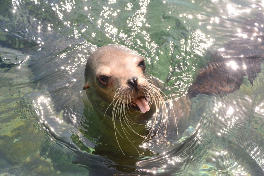 Nassau: Half-Day Guided Cay Cruise, Sea Life Watch & Snorkel - Animal Watching Without the Chaos: What You’ll See