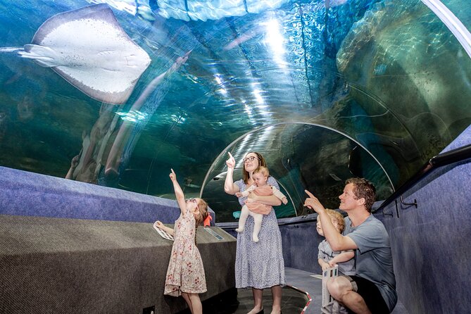 National Aquarium of New Zealand in Napier General Admission - Kiwi and tuatara: why these land animals belong here