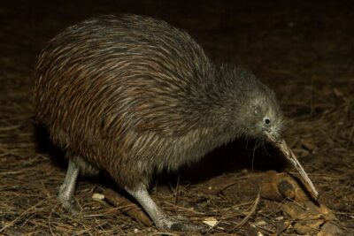 National Aquarium of New Zealand in Napier General Admission - Stop 1: Mountains to sea exhibits and the Aotearoa mix