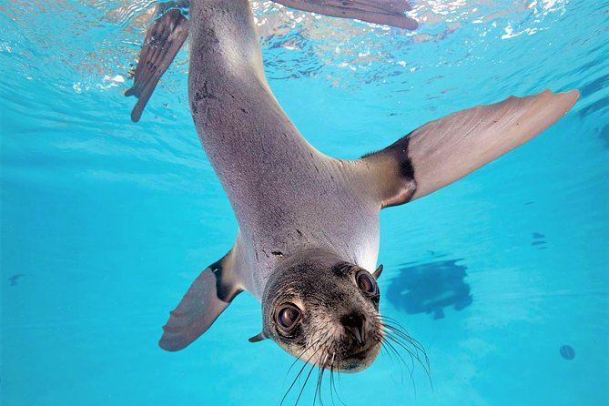 New England Aquarium Admission Ticket in Boston - Front Plaza and Harbor Seals: Start With a Clear Mission