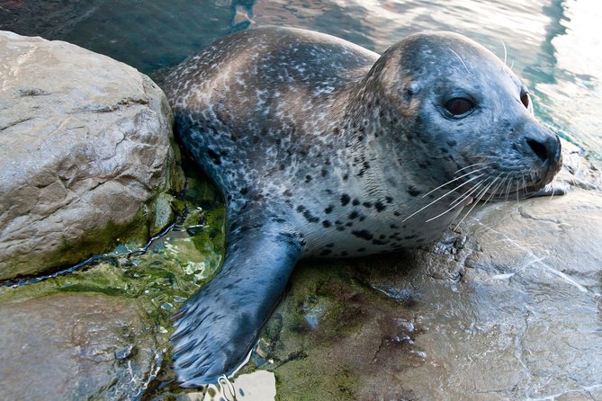 New England Aquarium Admission Ticket in Boston - Touch Tank: The Fun That Breaks Up the Walk