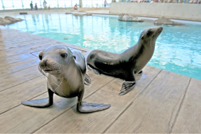 New England Aquarium Admission Ticket in Boston - “So Many Species Under One Roof”: How to Choose Your Route