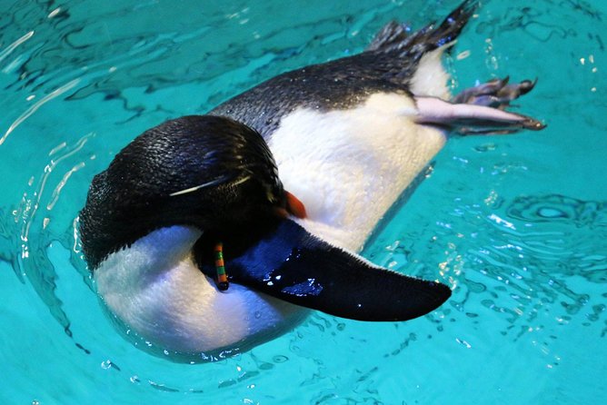 New England Aquarium Admission Ticket in Boston - What About Movies at Simons Theatre?
