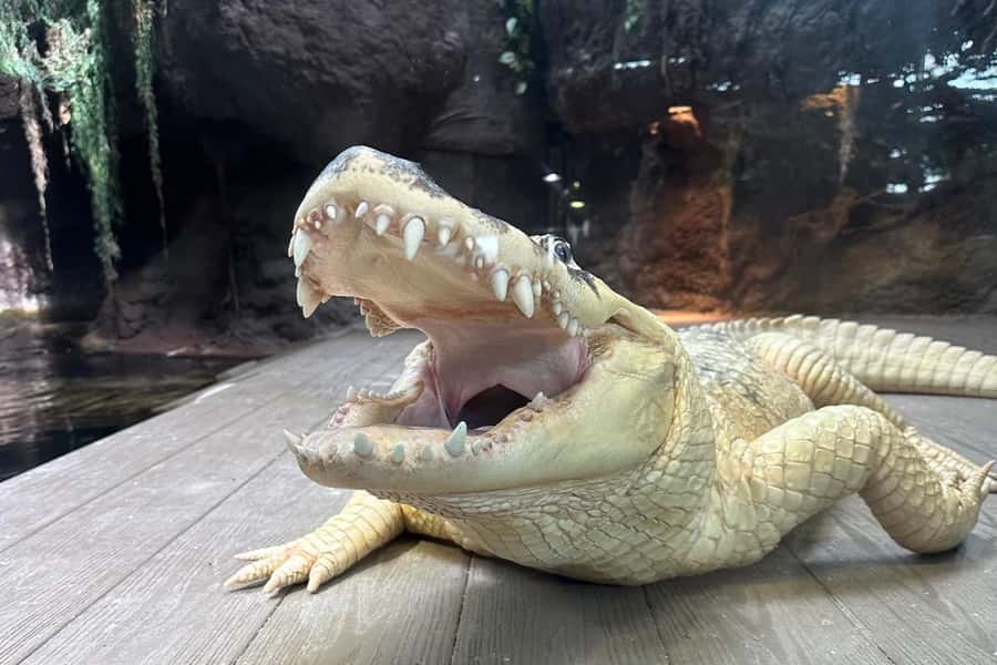 New Orleans: Audubon Aquarium & Insectarium Ticket - Key things to know before you go