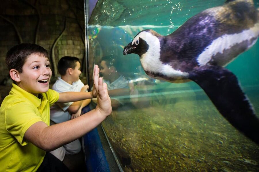 New Orleans: Audubon Aquarium & Insectarium Ticket - Planning your order: aquarium first or zoo first