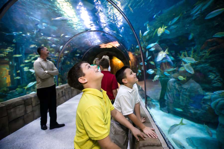 New Orleans: Audubon Aquarium & Insectarium Ticket - Audubon Aquarium on the French Quarter edge: what you’re really buying