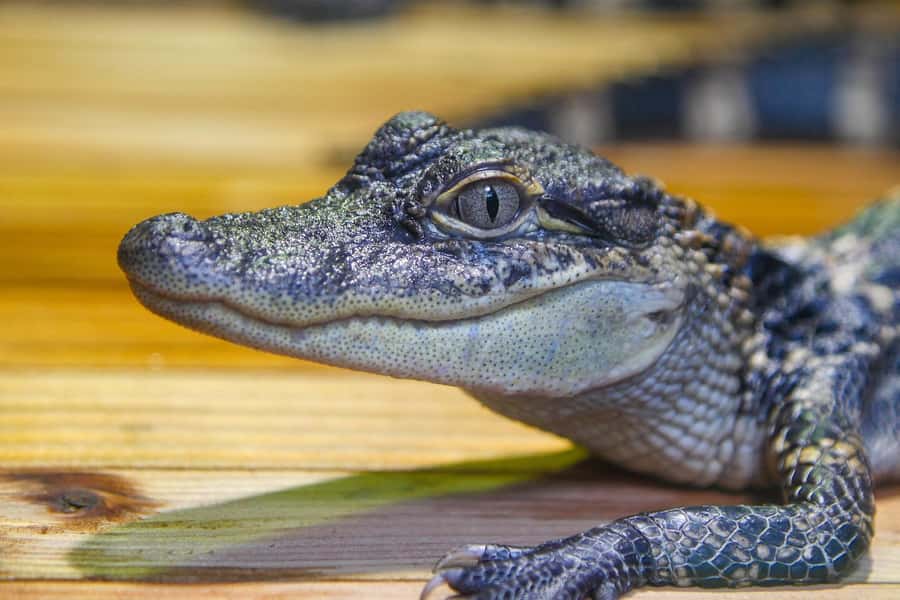 New Orleans: Audubon Aquarium & Insectarium Ticket - The 30-foot Great Maya Reef tunnel and the best kind of wow