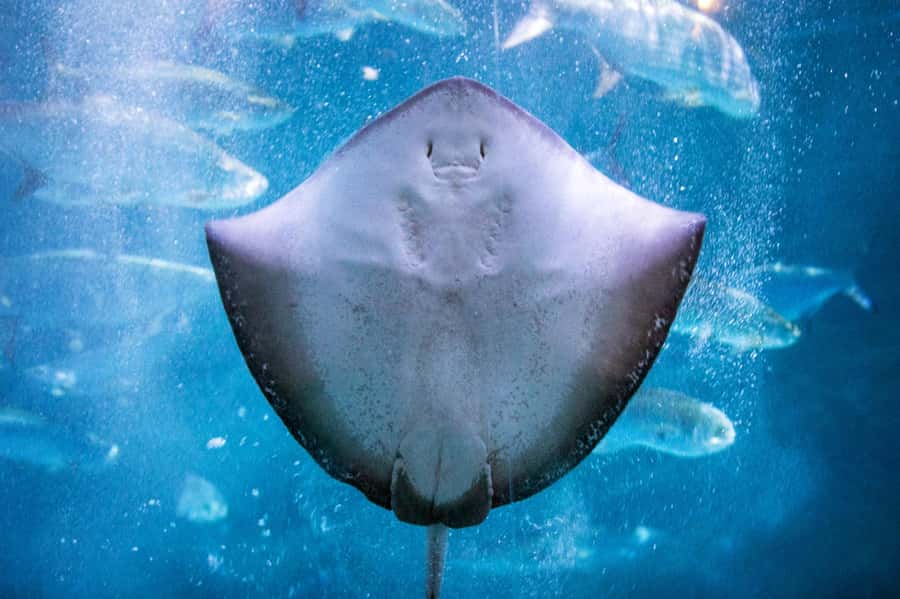 New Orleans: Audubon Aquarium & Insectarium Ticket - The Gulf of Mexico: a 450,000-gallon scale lesson